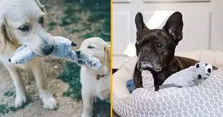 jouet-chien-raton-laveur