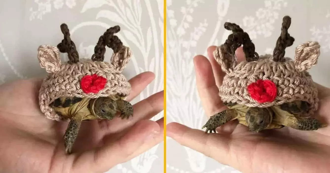 costume-rennes-tortue