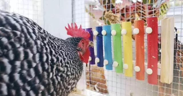 xylophone-poules-mozart-bassecour