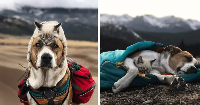 top-photos-henry-baloo-chien-chat-voyageaient-ensemble-fb