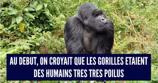 gorillas-474728_960_720