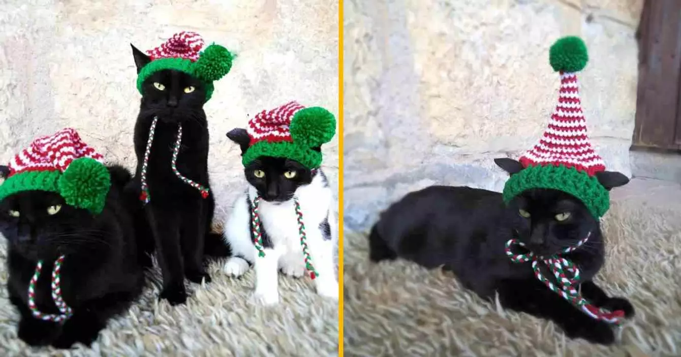 -bonnet-chat-elfe-noel