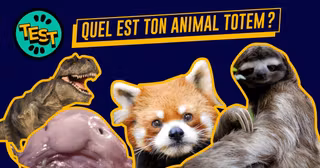 TEST-ANIMAL