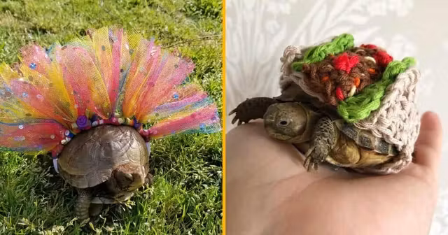 UNE_SHOPPING_COSTUME_TORTUE