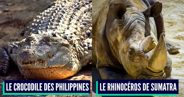 TOP ANIMAUX RARES