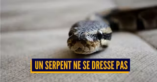 SERPENT