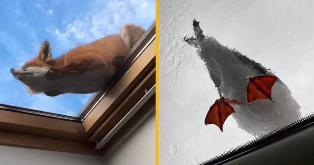 une-top-image-animaux-dessous