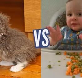 battle-358867-1424715047