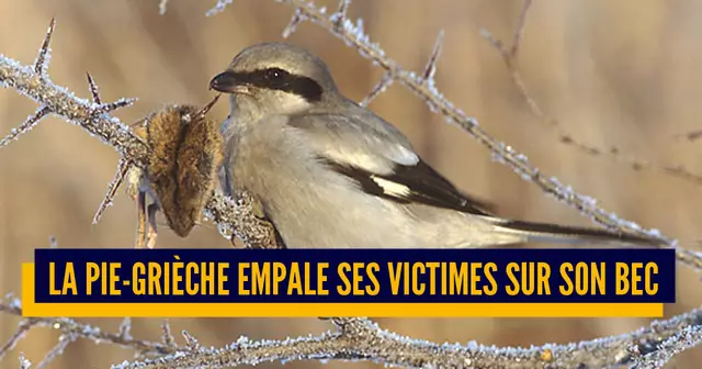 une_oiseaux_mechants