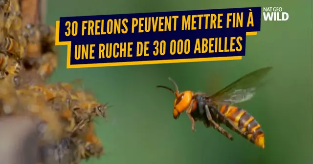 une insectes