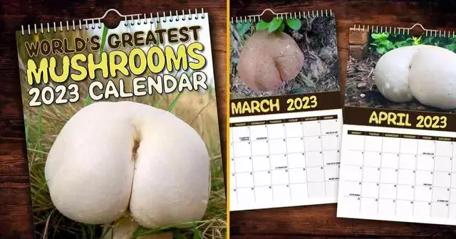 calendrier-champignons-ressemblent-culs