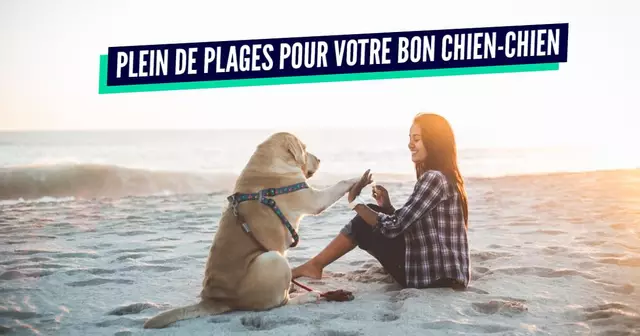une chien plage