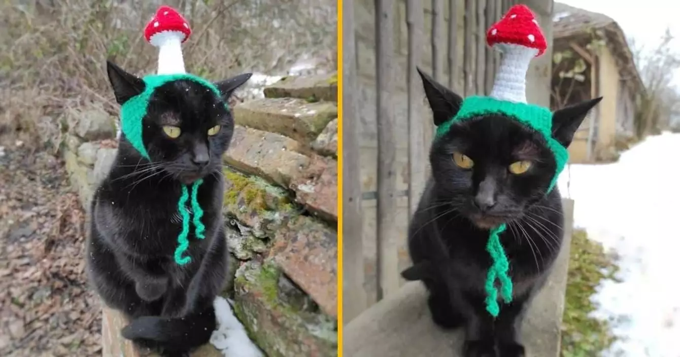 chapeau-champignon-chat-confiance