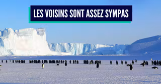 penguins-429136_960_720