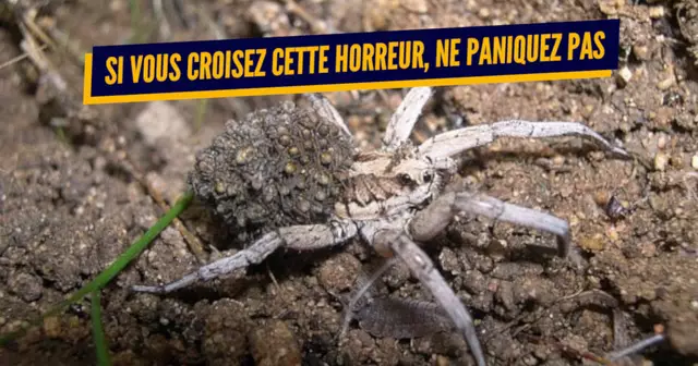 une_araignees-france