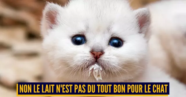 ALIMENT TOXIQUES CHAT