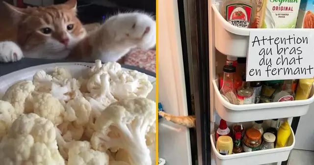 UNE_TOPITO_attention-chat