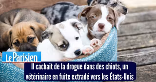 contrebande drogue insolite