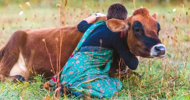 therapie-caresser-vaches