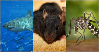 Une Animauxmechants.jpg