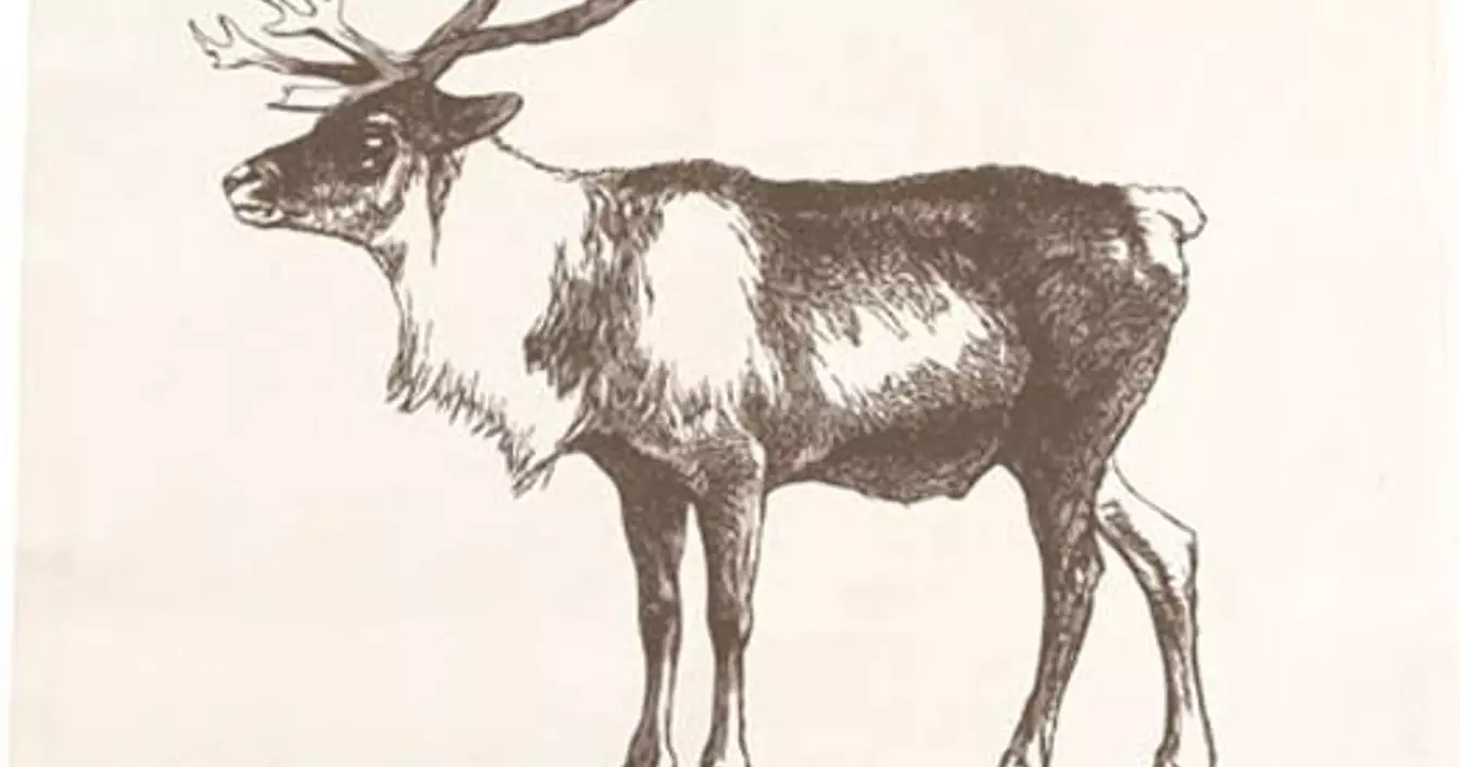 51QC9DErgnL._SL1000_