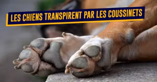 une-top-anecdotes-chiens