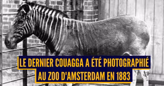 DERNIERS SPECIMEN ESPECES DISPARUES