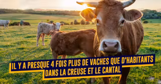 VACHE