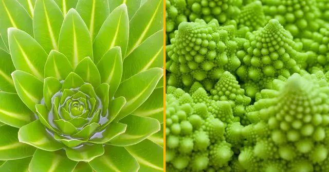 top plantes geometrique