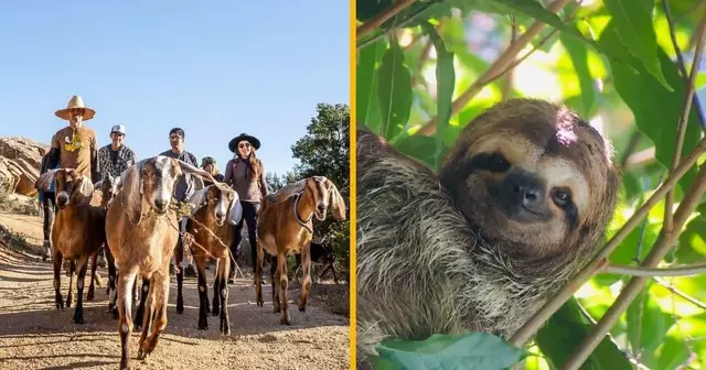 experience-insolite-animaux-observer-jouer-soigner