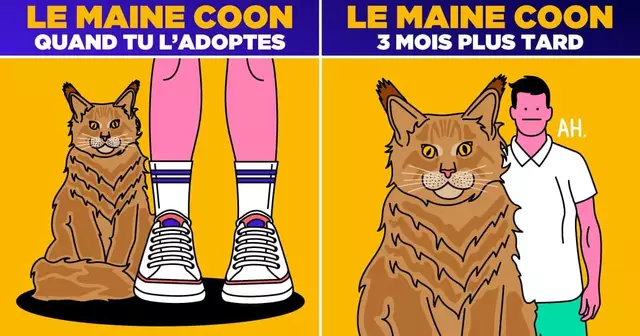 UNE_TOP-ILLUS_chats