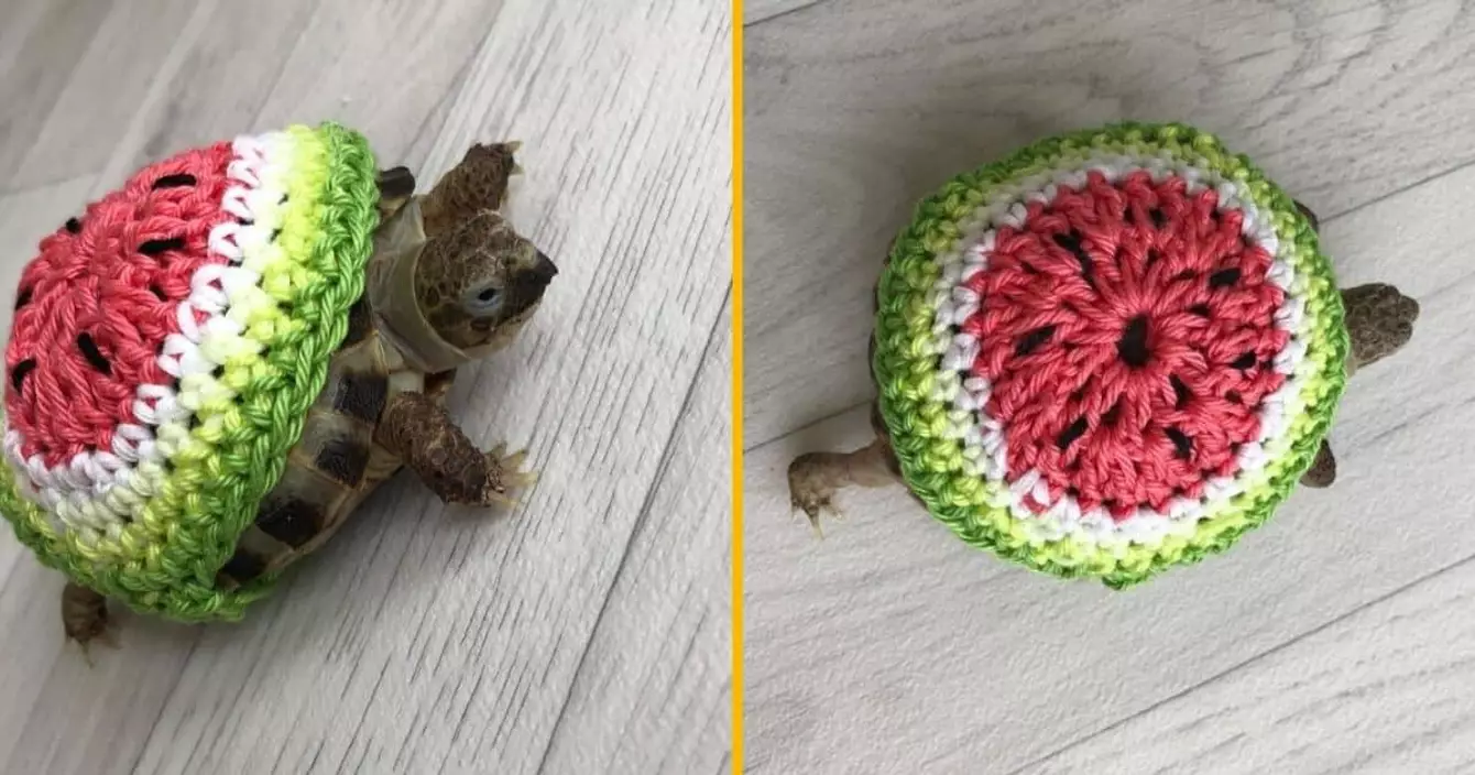 tortue-pasteque-costume