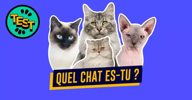 QUEL-CHAT-ES-TU