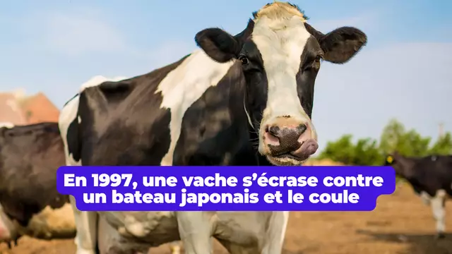 Vache