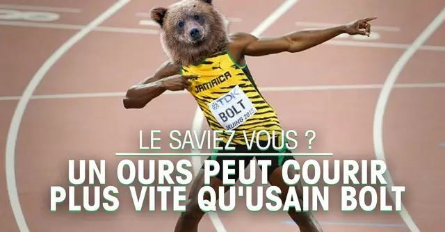 une-ours-fb