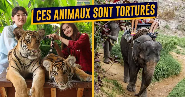 top tourisme animal
