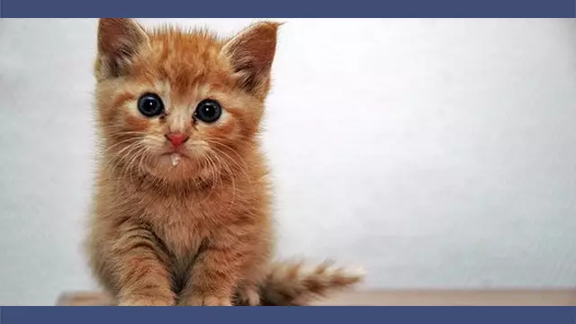 miniature-youtubeanimaux-mignon