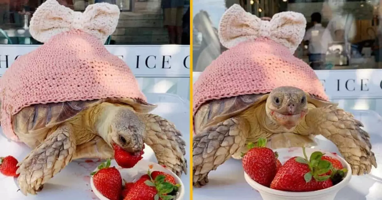 costume-tortue-rose-noeud