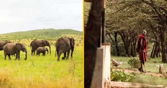experience-traces-elephants-maasais