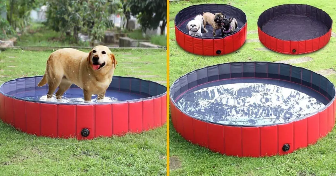 piscine-chiens
