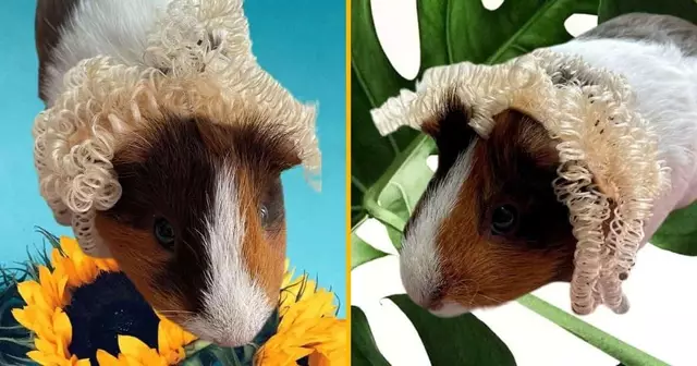 perruque blonde cochon dinde