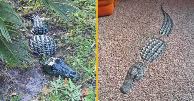 crocodile-sol-everglades-salon