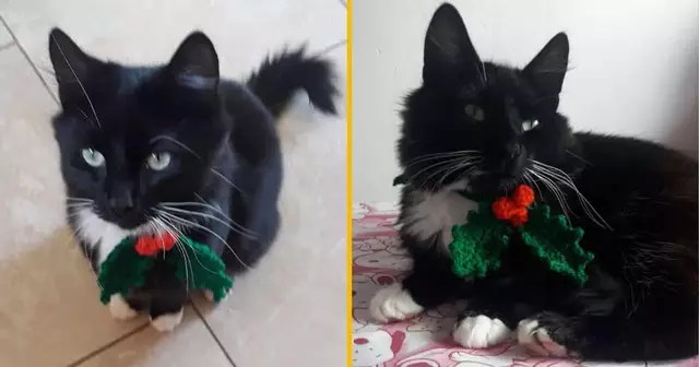 bandeau-houx-pour-chat