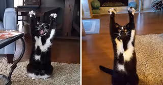 keys-chat-pattes-leve-devant