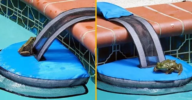 petite-passerelle-grenouilles