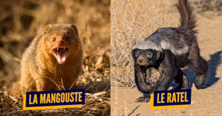 top animaux agressifs