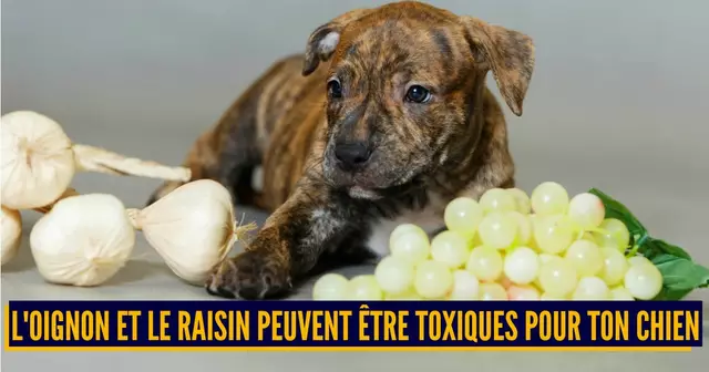TOXIQUE CHIENS