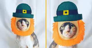 chapeau-chat-saint-patrick