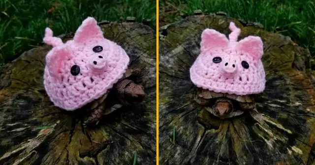 costume-tortue-cochon