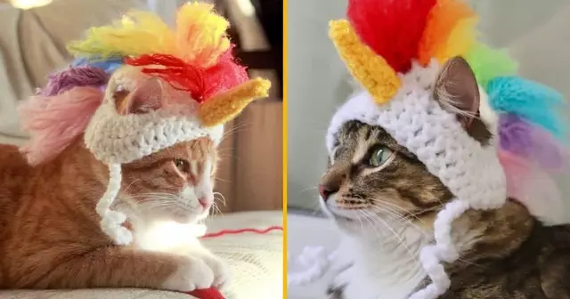 chapeau-licorne-chat